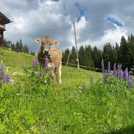 Châlet 8 * Davos